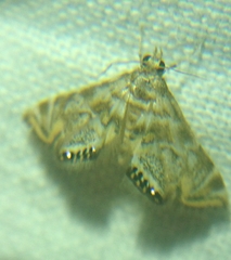 Eoparargyractis irroratalis