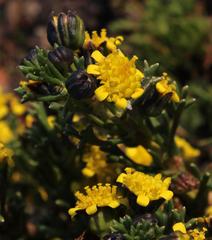 Euryops subcarnosus