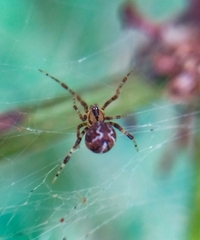 Tidarren sisyphoides