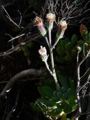 Curio crassulifolius