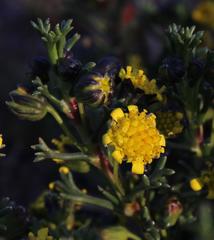 Euryops subcarnosus