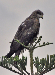Milvus migrans