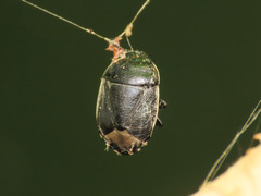 Canthophorus
