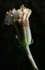 Curio crassulifolius