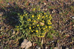 Euryops subcarnosus