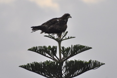 Milvus migrans