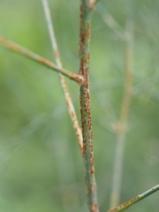 Puccinia asparagi