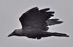 Corvus splendens
