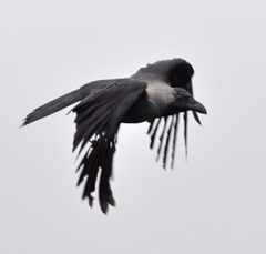 Corvus splendens