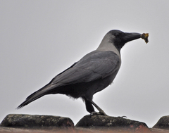 Corvus splendens