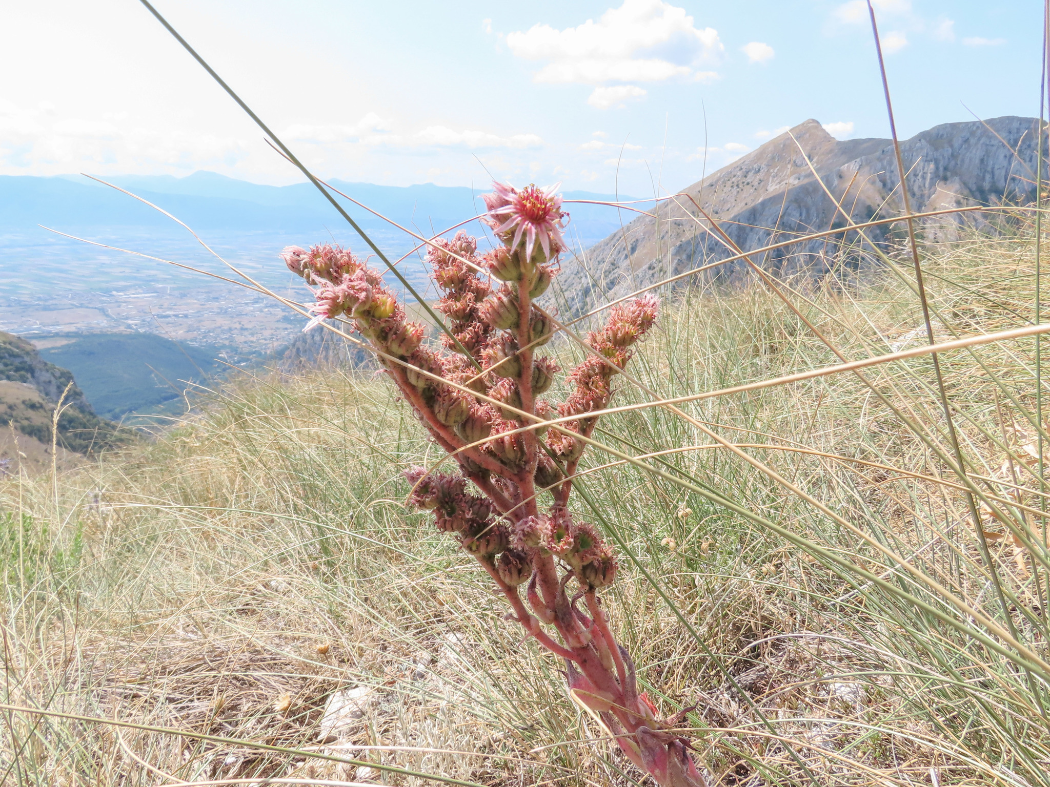 Sempervivum riccii Iberite & Anzal. 2