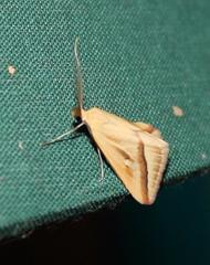 Rhodometra participata