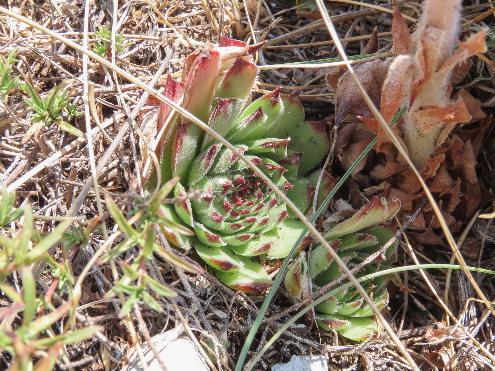 Sempervivum riccii Iberite & Anzal. 3