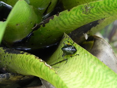 Cypherotylus borgmeieri