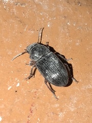 Eleodes tricostata