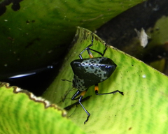 Cypherotylus borgmeieri