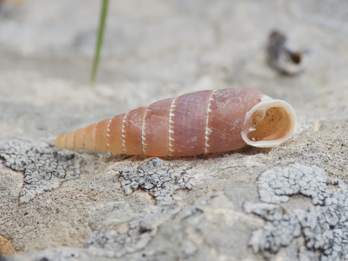 Clausilie romaine