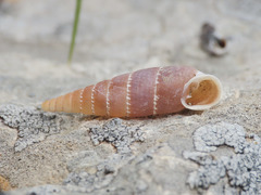 Leucostigma candidescens