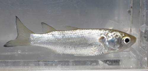 Kanda mullet (Moolgarda engeli) — Mugilidae — 5
