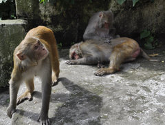 Macaca mulatta