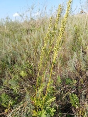 Artemisia latifolia