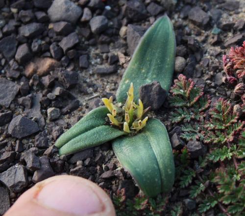 Colchicum cuspidatum