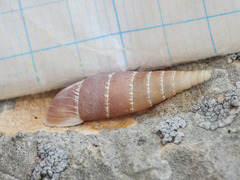 Leucostigma candidescens