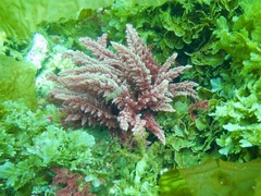 Callithamnion pikeanum