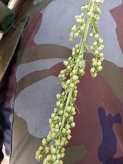 Artemisia latifolia