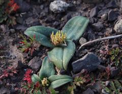 Colchicum cuspidatum