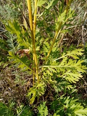 Artemisia latifolia