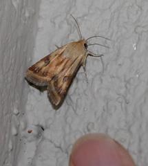 Heliothis scutuligera