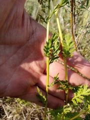 Artemisia latifolia