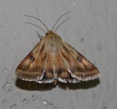 Heliothis scutuligera
