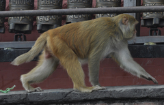Macaca mulatta