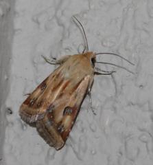 Heliothis scutuligera