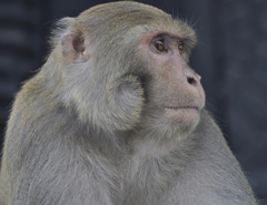 Macaca mulatta