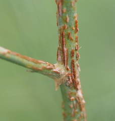 Puccinia asparagi