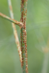 Puccinia asparagi