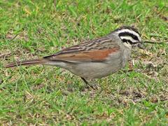Emberiza capensis capensis