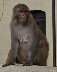 Macaca mulatta