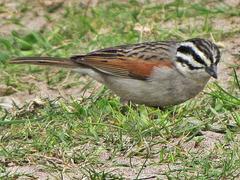 Emberiza capensis capensis