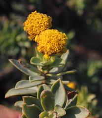 Euryops lateriflorus