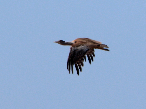 Australian Bustard