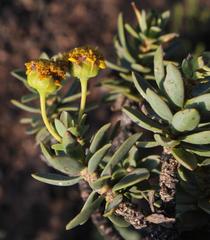 Euryops lateriflorus