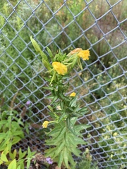 Oenothera biennis