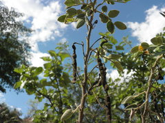 Senna villosa