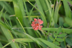 Indigofera campestris