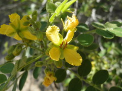 Senna villosa