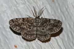 Hypomecis umbrosaria